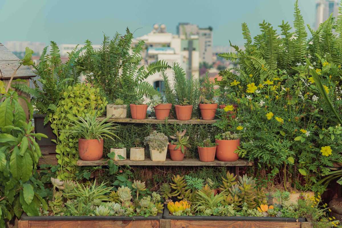 Make a Fresh Salad with Herbs from Your Indoor Balcony Garden