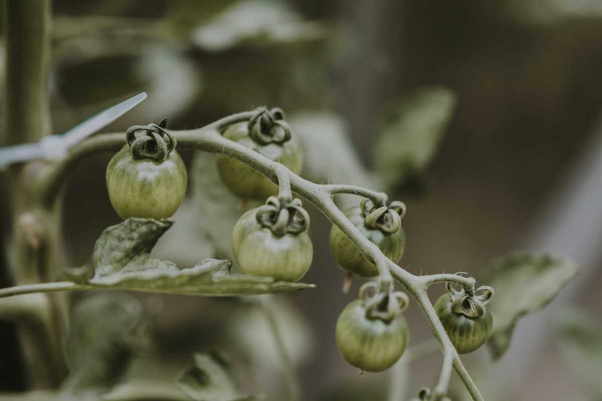 Wild Foods You Won't Find at the Grocery Store